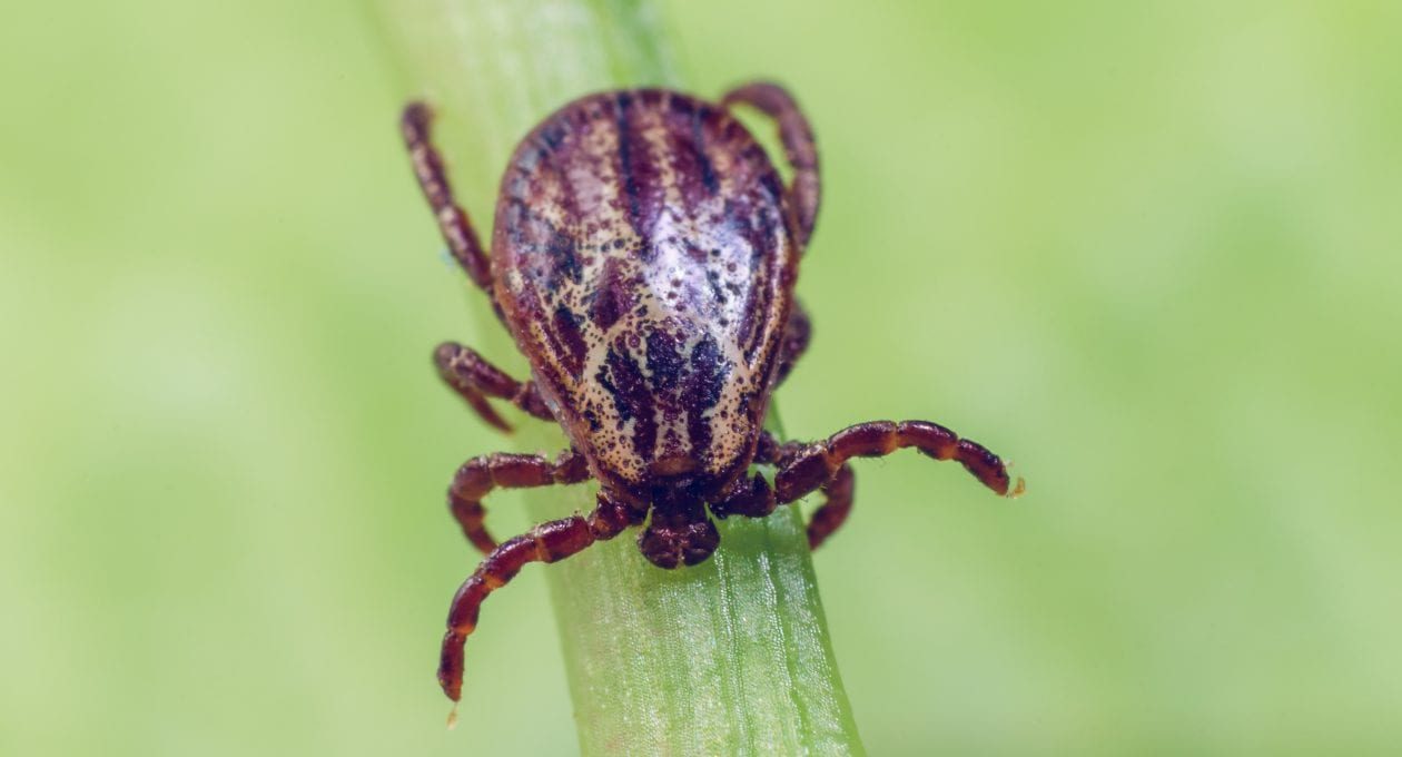 From Trees and Grapefruit Comes New Bug Repellent