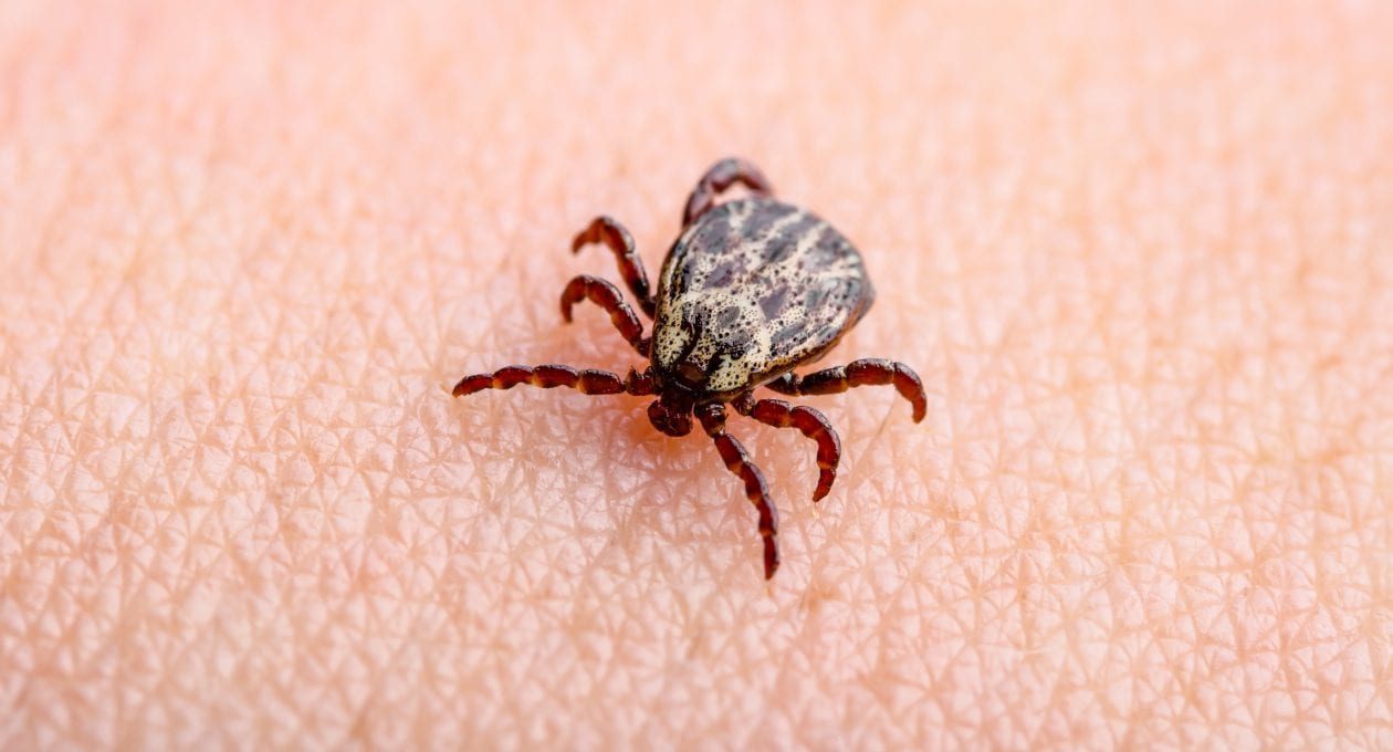 US CDC Introduces New Tick  and Mosquito Repellent Made From Grapefruit, Cedar Trees