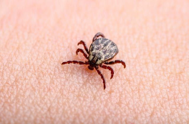 US CDC Introduces New Tick  and Mosquito Repellent Made From Grapefruit, Cedar Trees